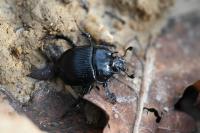 Typhaeus typhoeus