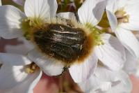 Tropinota squalida