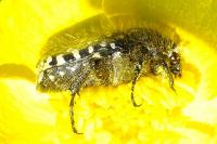 Oxythyrea funesta
