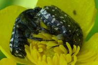 Oxythyrea funesta
