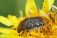 Tropinota hirta