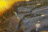 Tropinota hirta