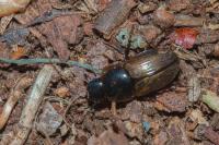 Melinopterus prodromus