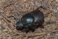 Onthophagus taurus