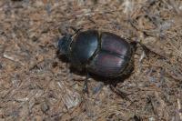 Onthophagus taurus