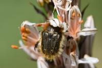 Tropinota squalida