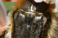 Tropinota squalida