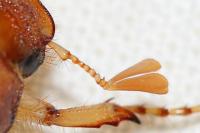 Rhizotrogus marginipes