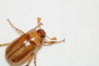 Rhizotrogus marginipes