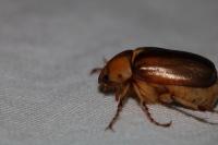 Rhizotrogus aestivus