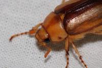 Rhizotrogus aestivus