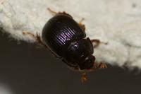 Odonteus armiger
