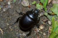 Typhaeus typhoeus