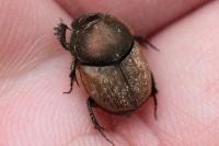 Onthophagus coenobita