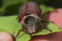Melolontha melolontha