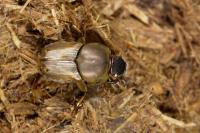 Euoniticellus fulvus