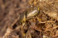 Euoniticellus fulvus