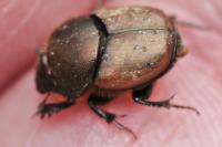 Onthophagus coenobita