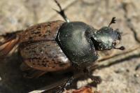 Onthophagus vacca
