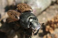 Onthophagus vacca