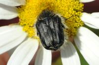 Tropinota squalida
