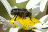 Tropinota squalida