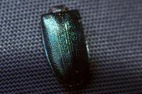 Platycerus caraboides