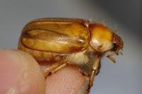 Rhizotrogus marginipes