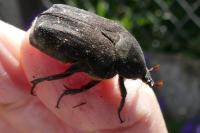 Netocia morio