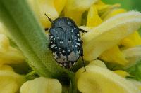 Oxythyrea funesta