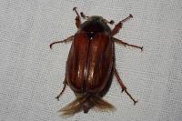 Melolontha melolontha