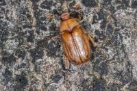 Rhizotrogus marginipes