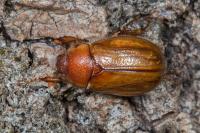 Rhizotrogus marginipes