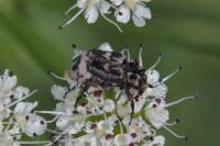 Valgus hemipterus