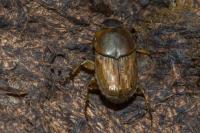 Euoniticellus fulvus