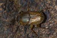 Euoniticellus fulvus