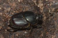 Onthophagus taurus