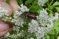 Gnorimus nobilis