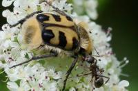 Trichius gallicus