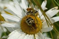 Trichius gallicus