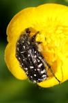 Oxythyrea funesta
