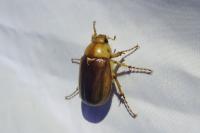 Rhizotrogus aestivus