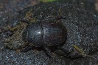 Geotrupes mutator