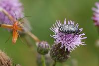 Oxythyrea funesta