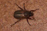 Amphimallon solstitiale