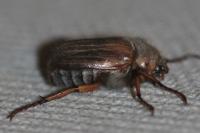 Amphimallon solstitiale
