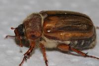 Amphimallon solstitiale