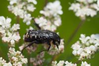 Oxythyrea funesta