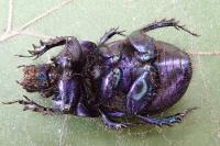 Geotrupes spiniger