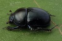 Geotrupes spiniger